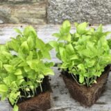Amazing and Fresh Basil ready now