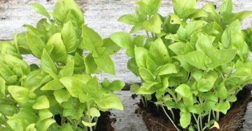 Amazing and Fresh Basil ready now