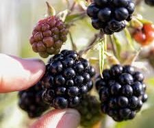 Blackberries just been picked collection from farm only