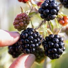 Blackberries just been picked collection from farm only