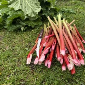 Rhubarb freshly picked, ready now. Collection only