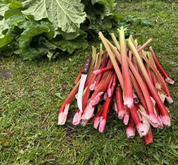 Rhubarb freshly picked, ready now. Collection only