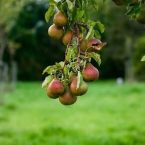 Fresh UK Pears ready to collect