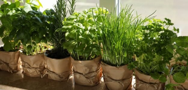 Conways Herbs