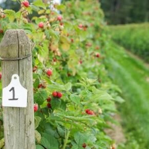 Fresh Raspberries hand picked. Fresh