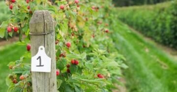 Fresh Raspberries hand picked. Fresh