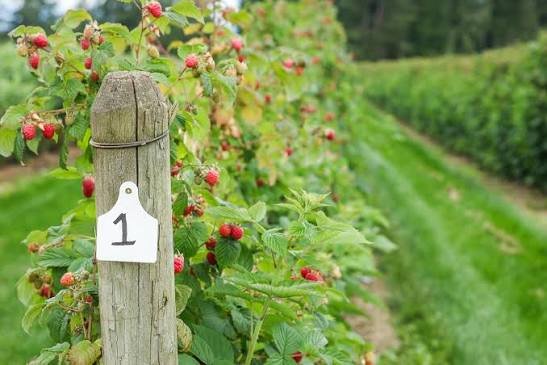 Fresh Raspberries hand picked. Fresh