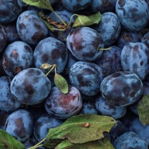 Amazing Orchard Plums