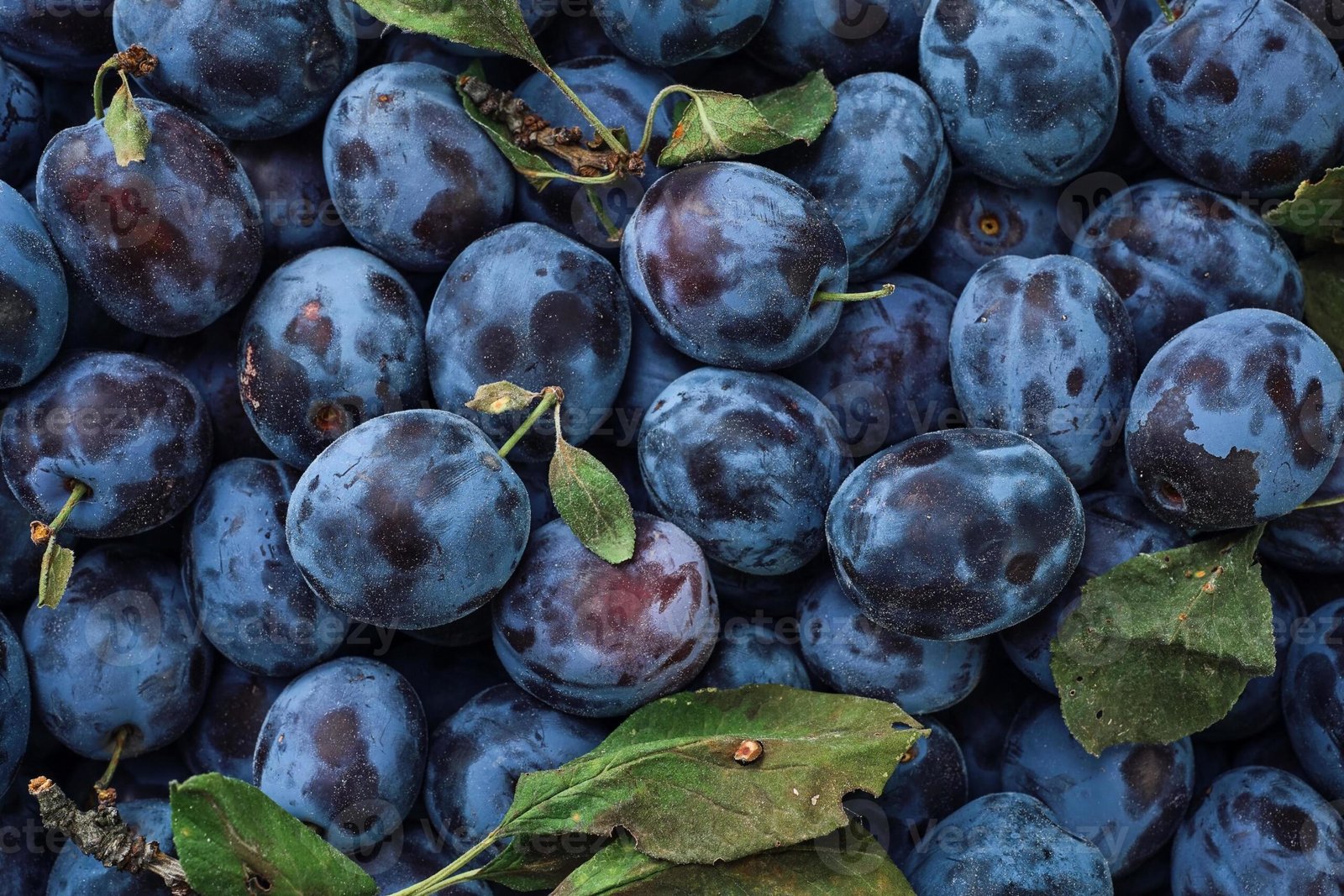 Amazing Orchard Plums